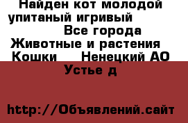 Найден кот,молодой упитаный игривый 12.03.2017 - Все города Животные и растения » Кошки   . Ненецкий АО,Устье д.